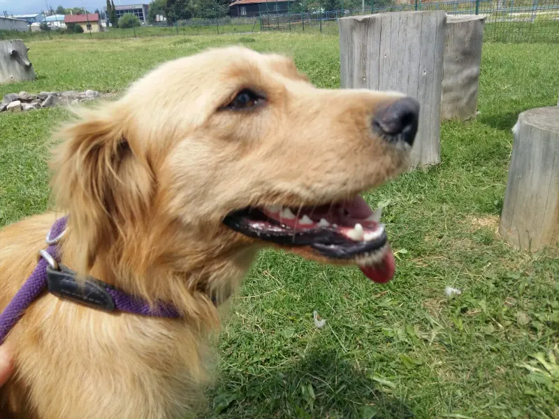 Tasha