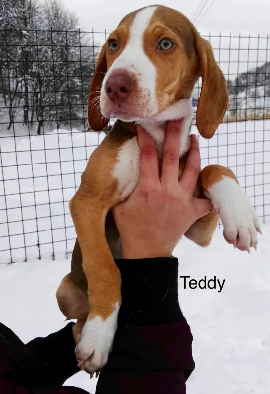 Teddy