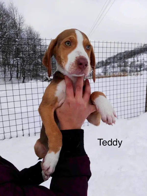 Teddy