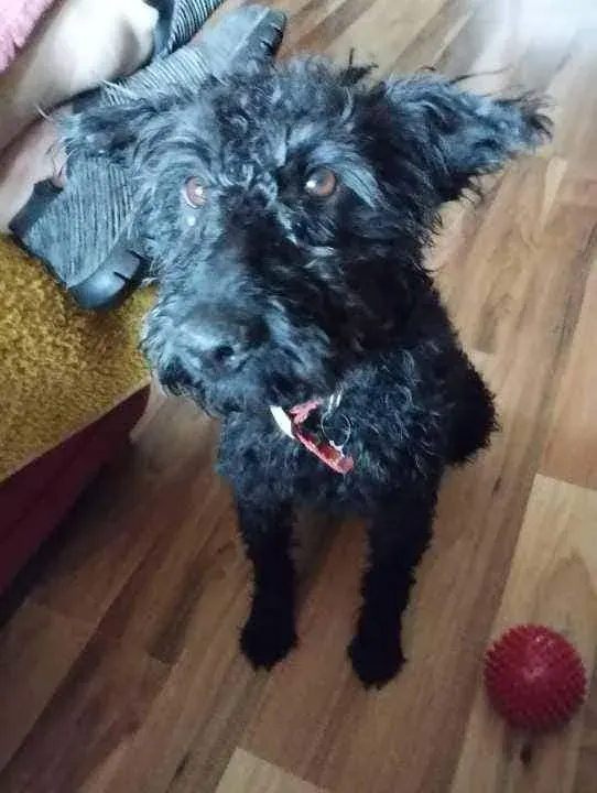 Tess