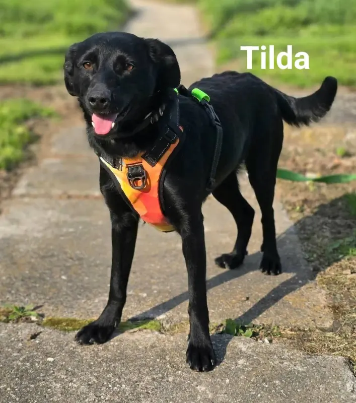 Tilda