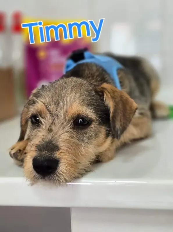 Timmy
