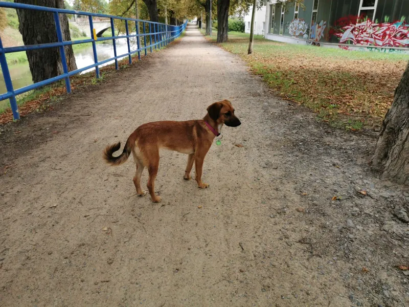 Tinka