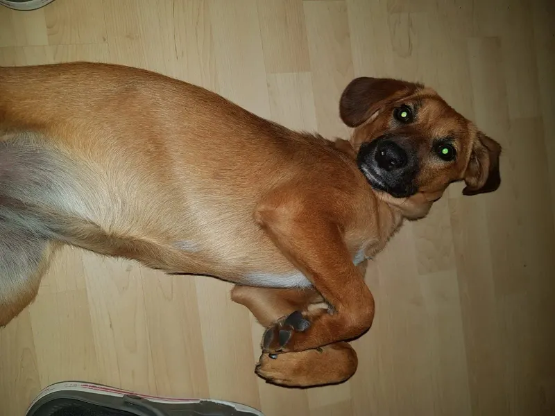 Tinka