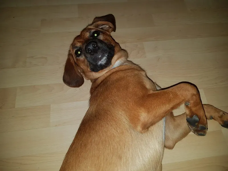 Tinka