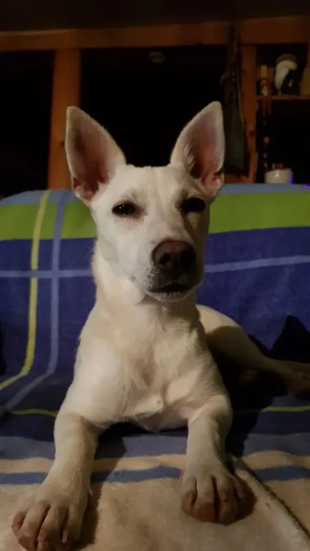 Tinka