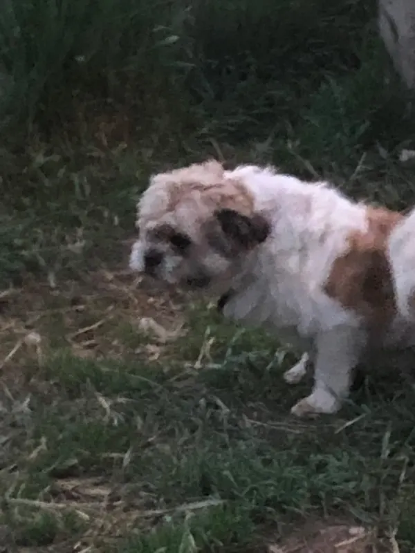 Toki
