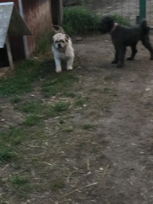 Toki