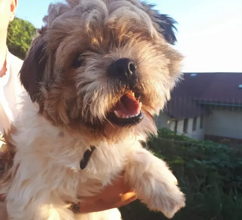 Toki