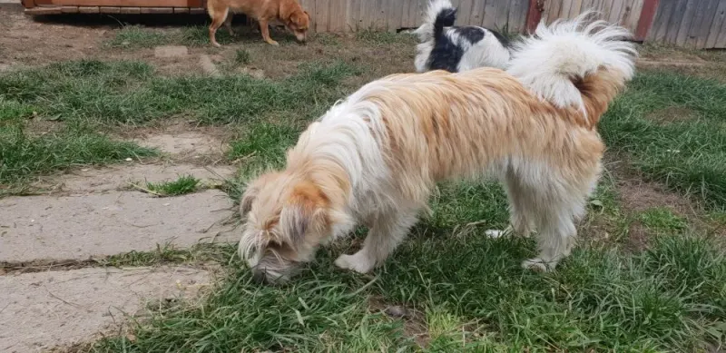 Tonka