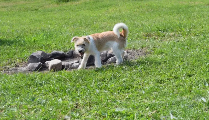 Tonka