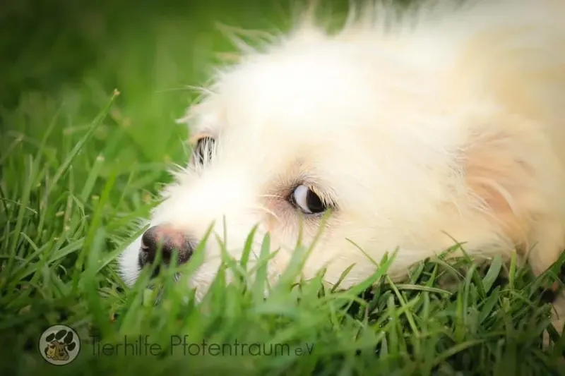 Trixie