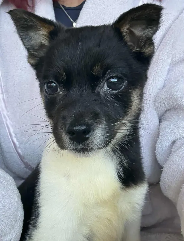 Vera