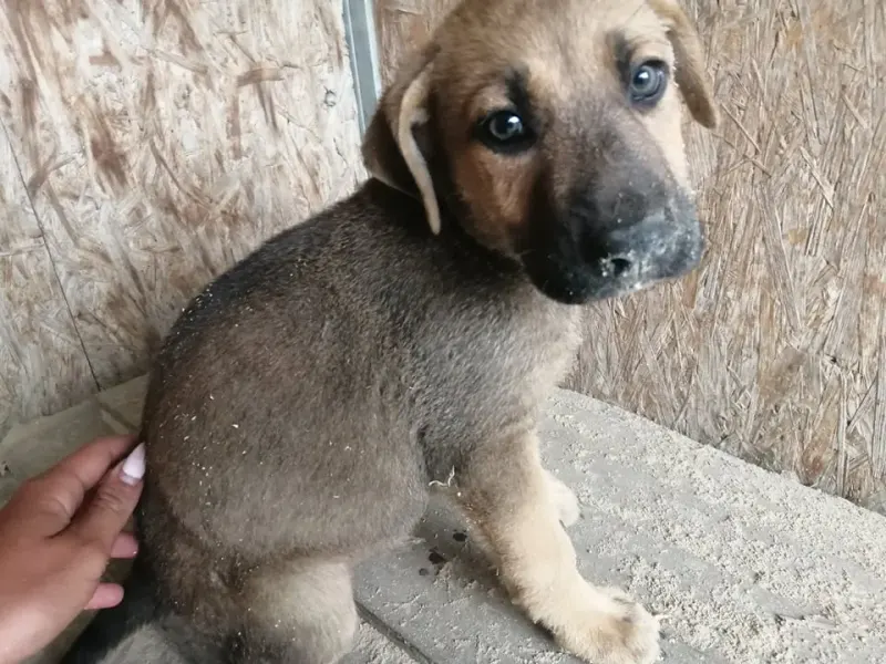 Whisky