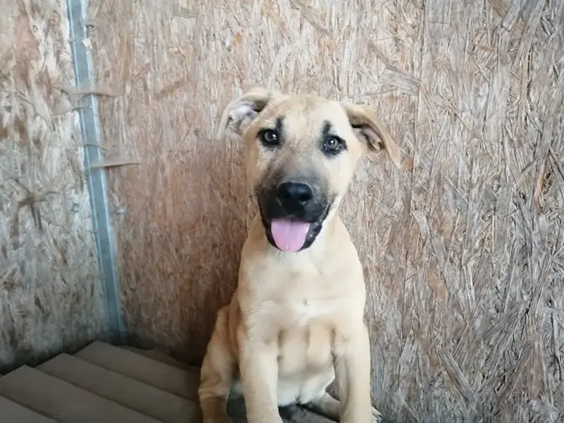Whisky