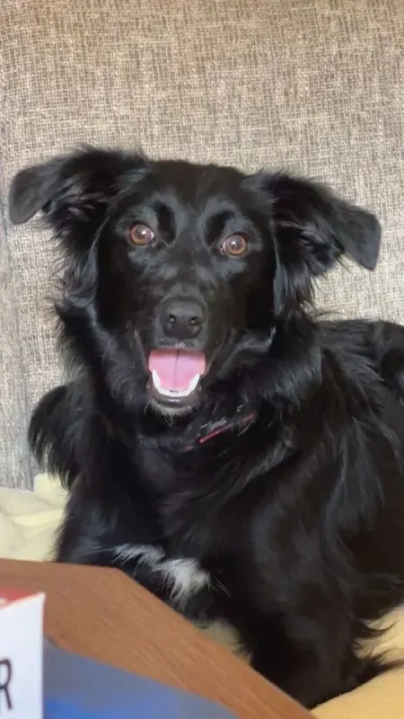 Xara