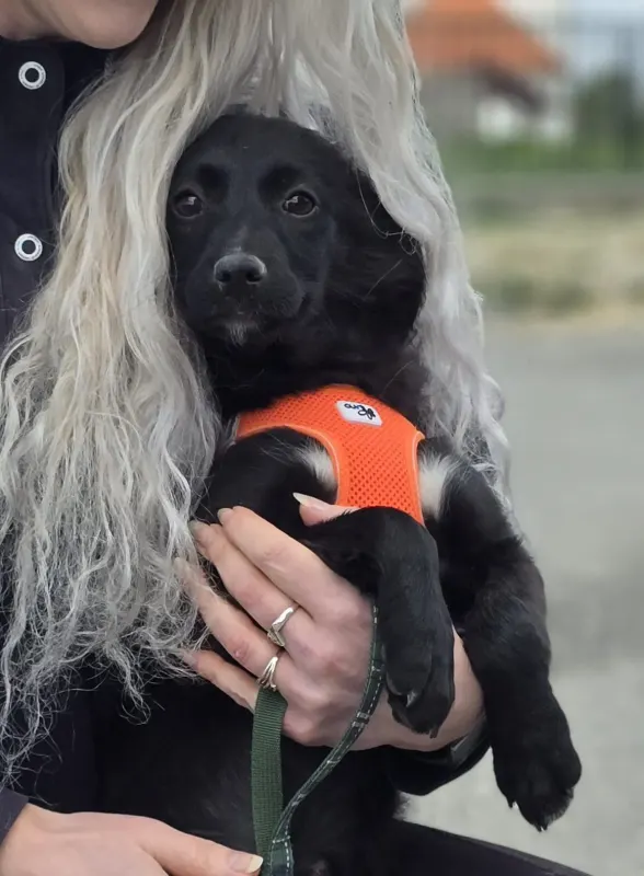 Xara