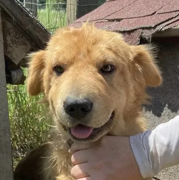 Yang