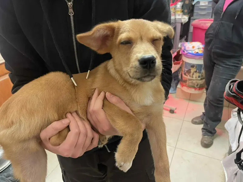 Yoda