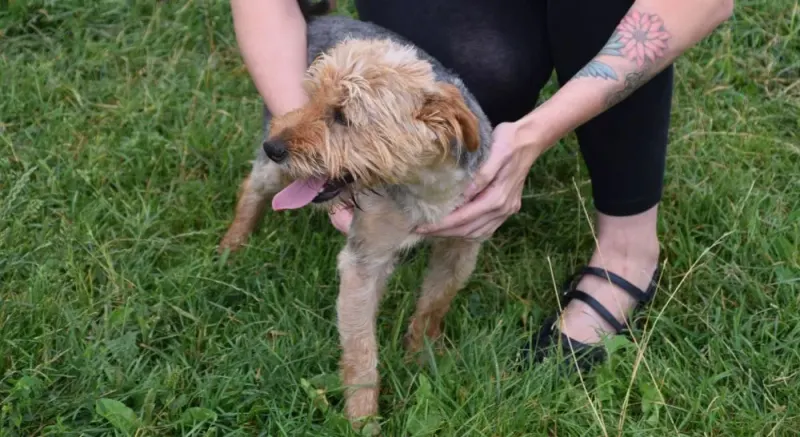 Yorki