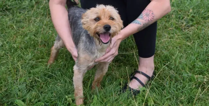 Yorki