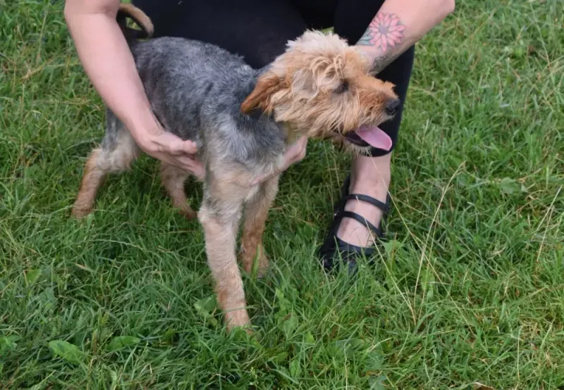 Yorki