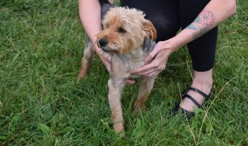 Yorki