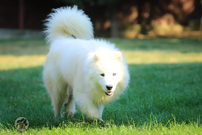 Yuki