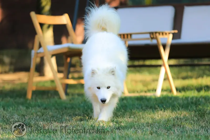 Yuki