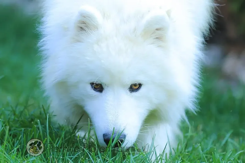 Yuki