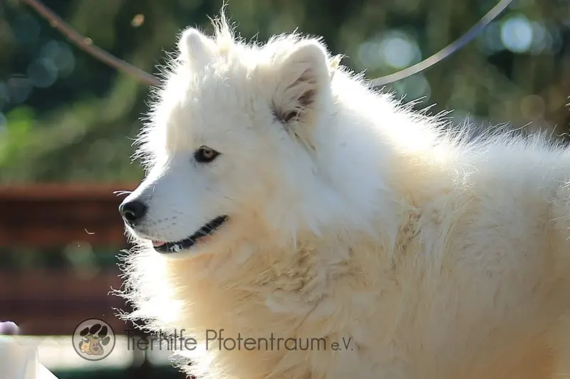 Yuki