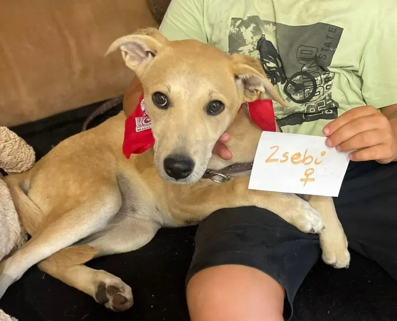 Zebi