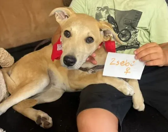 Zebi
