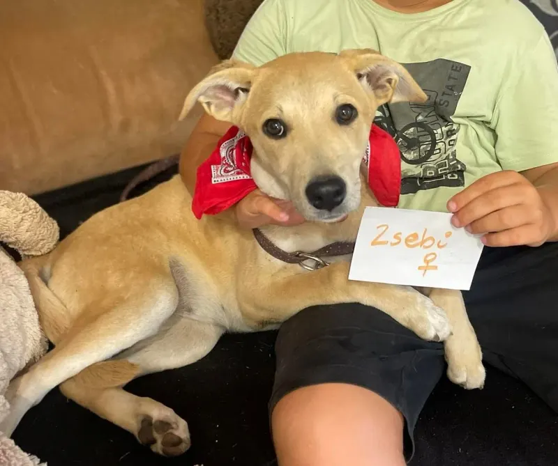 Zebi