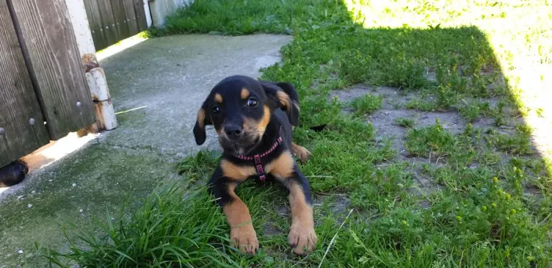 Zelda