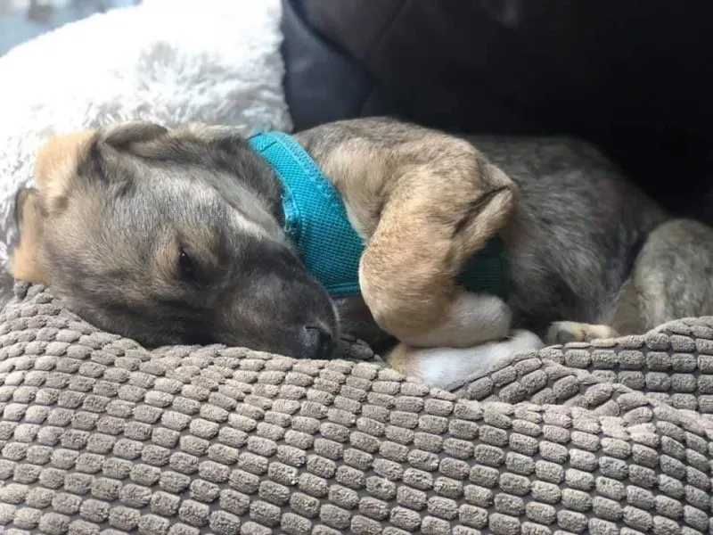 Zelda