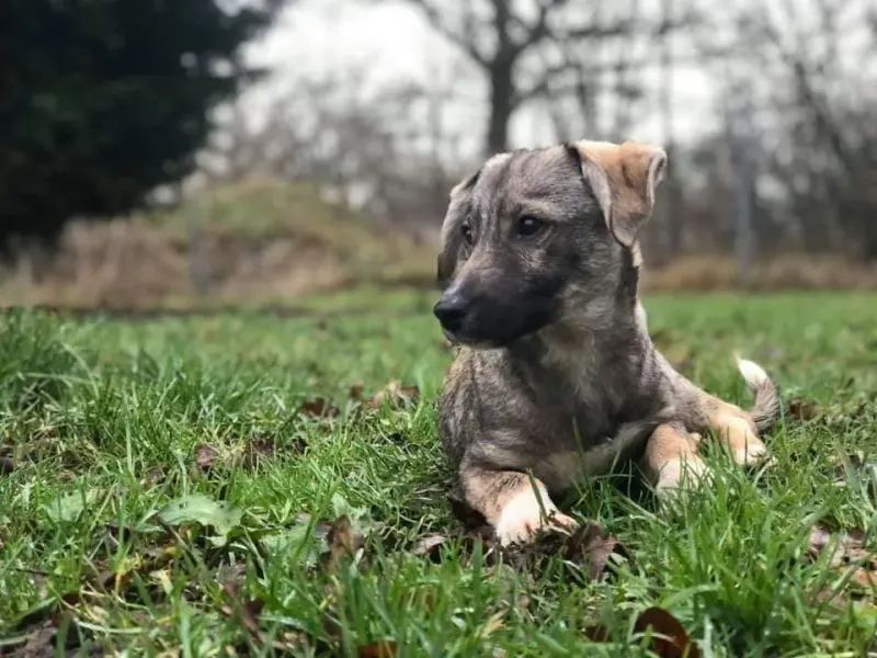 Zelda