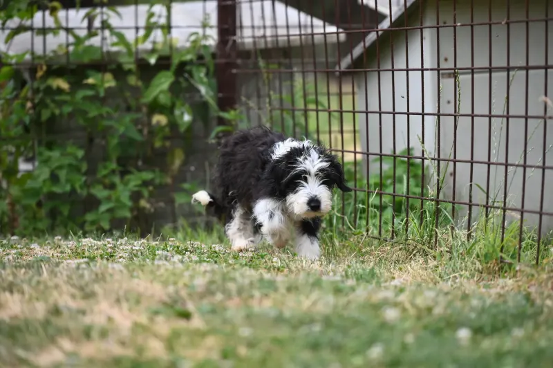 Zena
