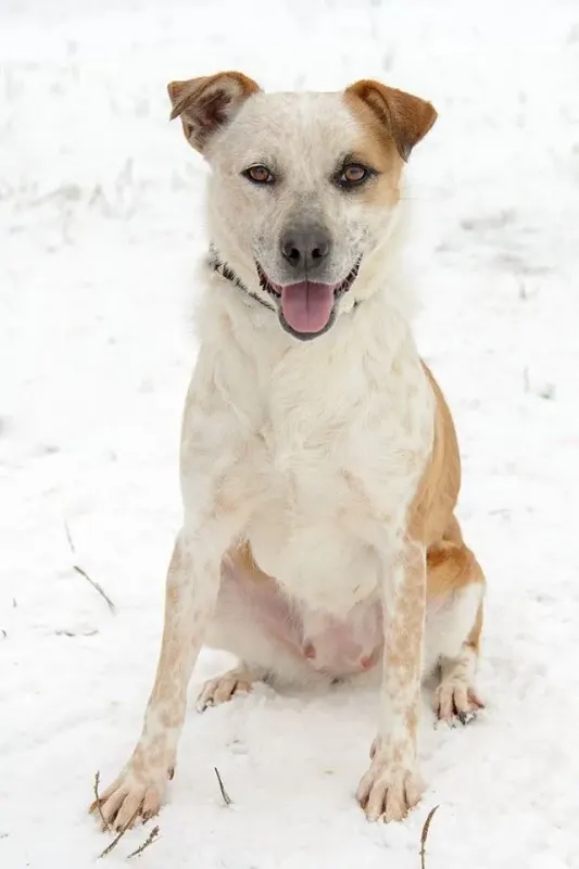 Zimba