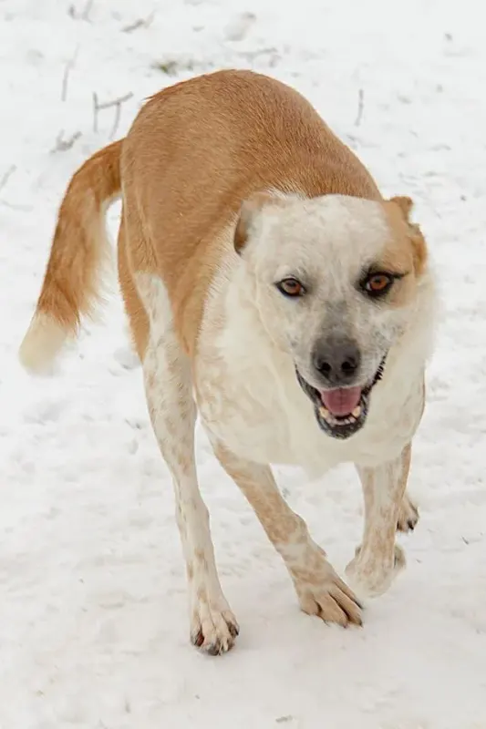 Zimba