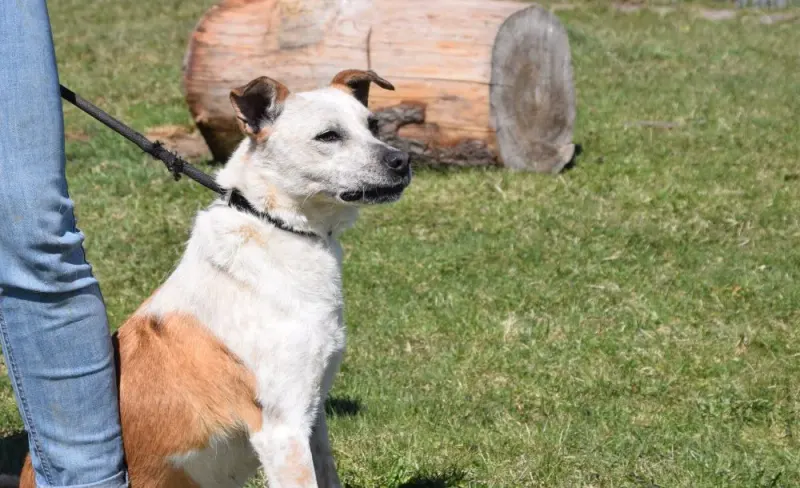 Zimba