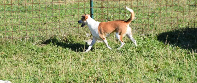 Zimba