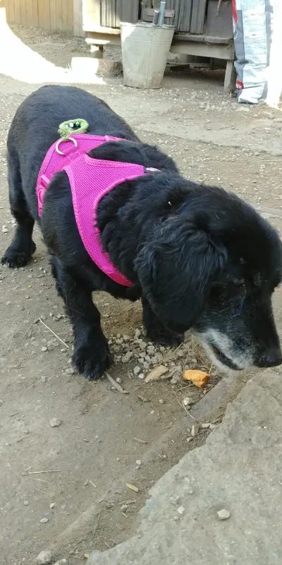 Zojka
