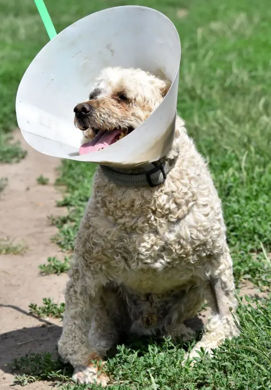 Zoli