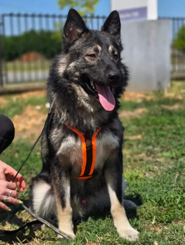 Zony
