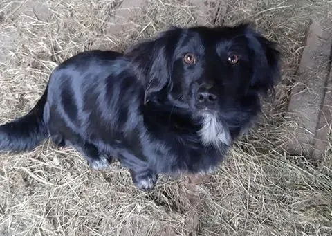 Zorka