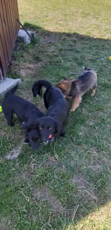 Zorka