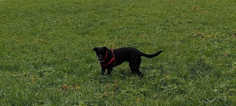 Zorka