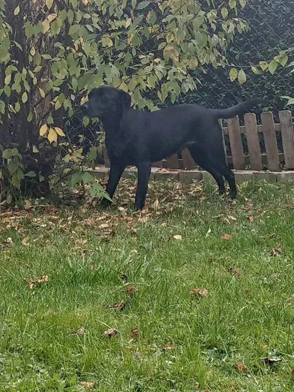 Zorka