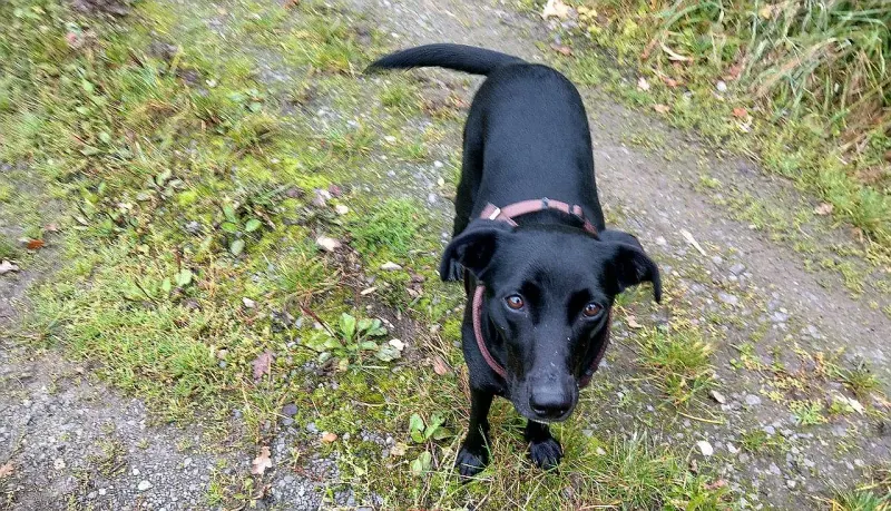 Zorka